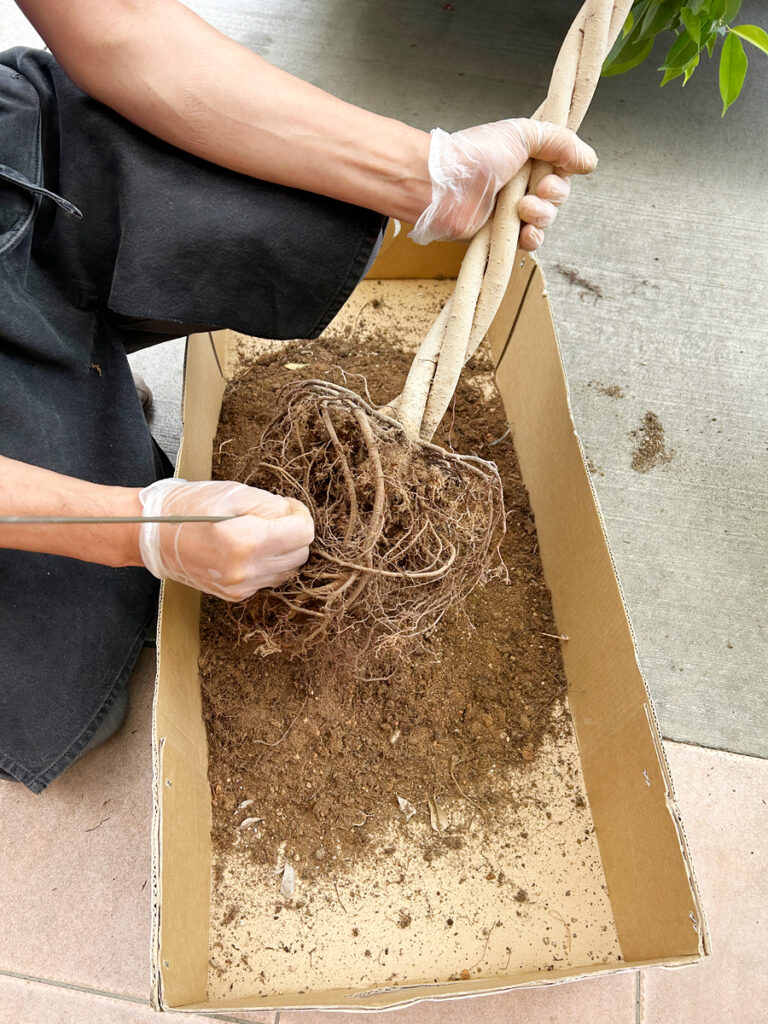 ベンジャミンの植え替え作業