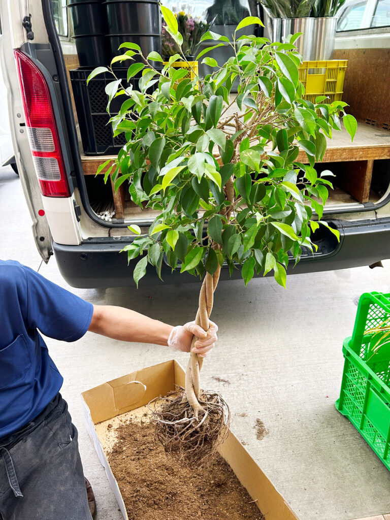 ベンジャミンの植え替え作業