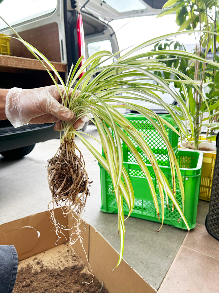 オリズルランの植え替え