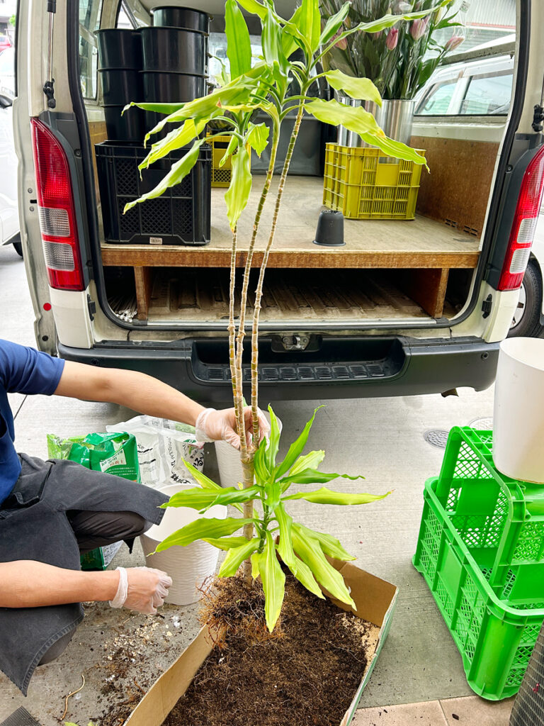 ドラセナの植え替え