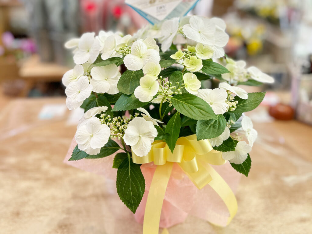 紫陽花鉢