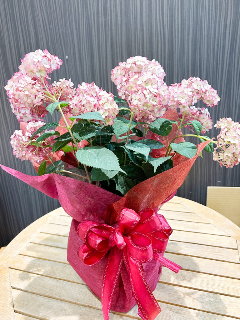 紫陽花
