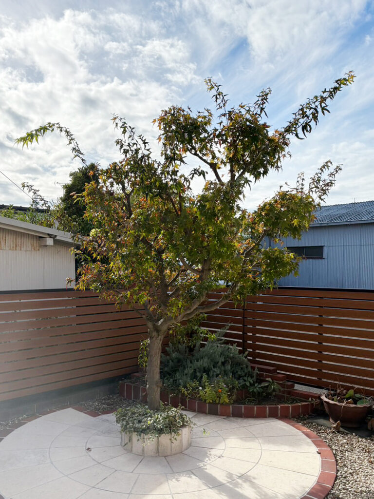 もみじの剪定：剪定前