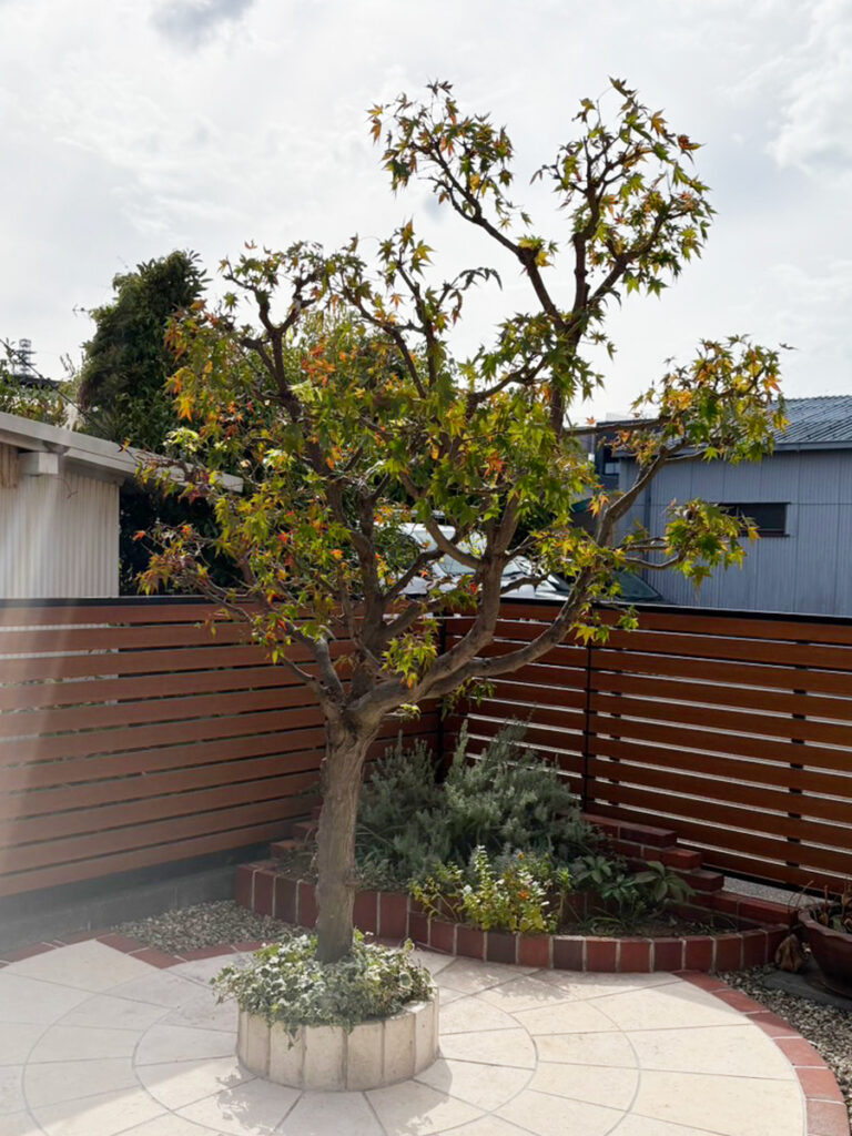 もみじの剪定：剪定後