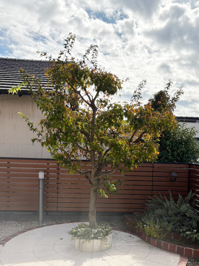 もみじの剪定：剪定前