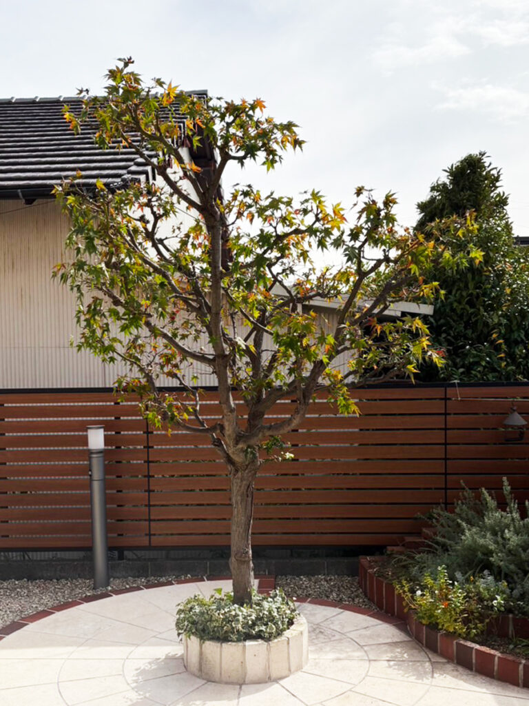 もみじの剪定：剪定後