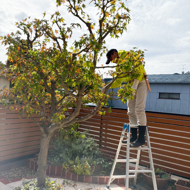 もみじの剪定：剪定