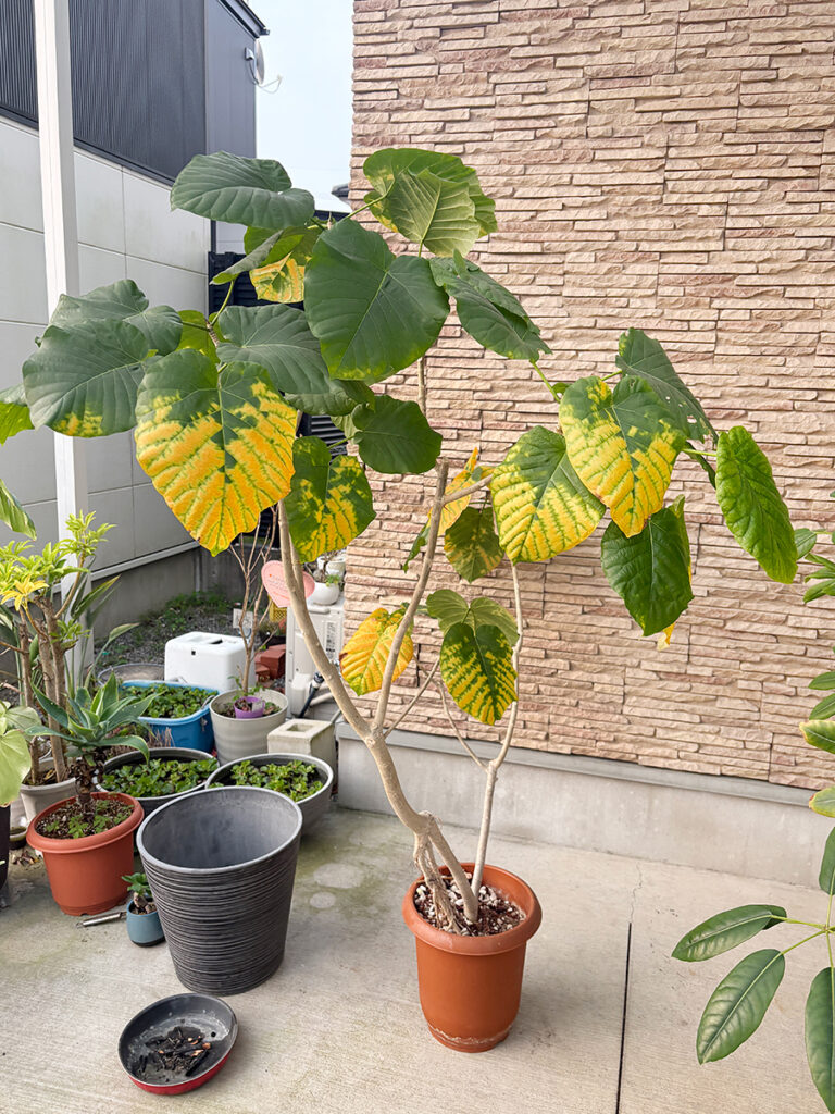 フィカスウンベラータの植え替え