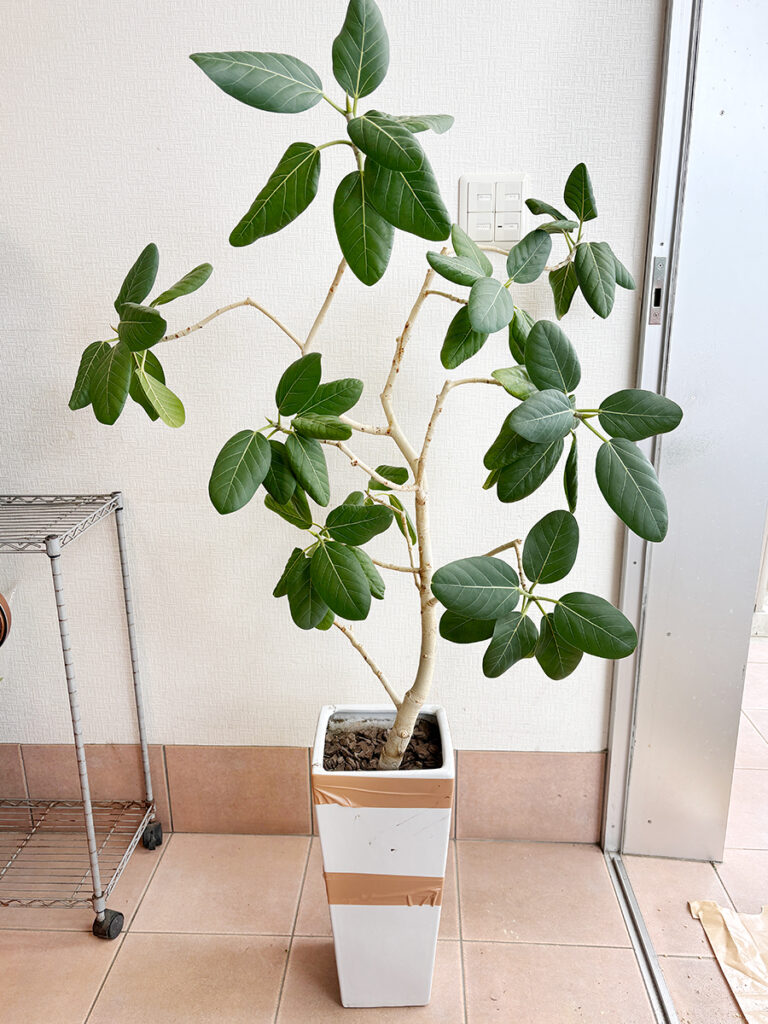 フィカスの植え替え